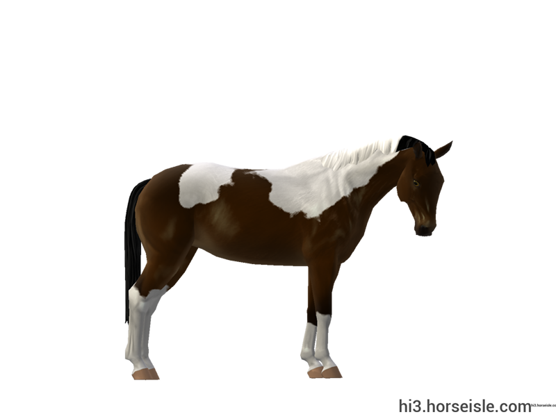 Trakehner Sooty Brown Tobiano Coat